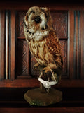 owl necklace in the claws of a stuffed owl